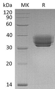 Recombinant Mouse BTN1A1 (C-6His)