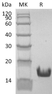 Recombinant Human Cyclophilin A (C-6His)
