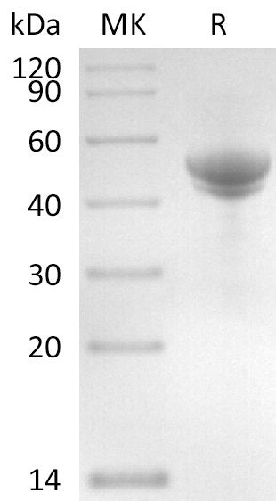 Recombinant Salmonella Typhimurium Flagellin