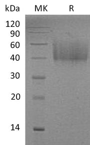 Recombinant Mouse B7-H2 (C-6His)