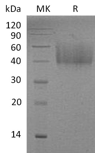 Recombinant Mouse B7-H2 (C-6His)