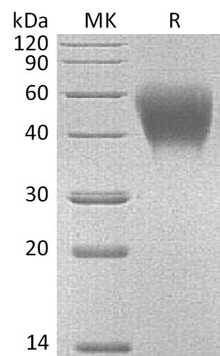 Recombinant Mouse SLAMF1 (C-6His)
