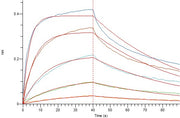 Recombinant Mouse CD16 (C-6His)