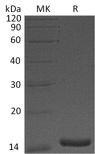 Recombinant Human CST3 (Mammalian)
