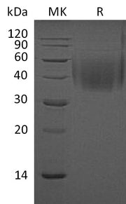 Recombinant Mouse CD244 (C-6His)