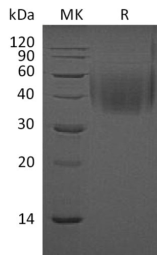 Recombinant Mouse CD244 (C-6His)