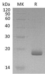 Recombinant Human IL-28B