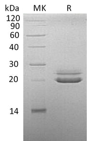 Recombinant Cynomolgus FGF-21 (C-6His)
