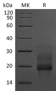 Recombinant Human proHB-EGF (C-6His)