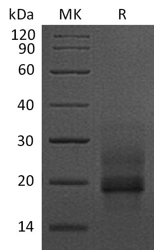 Recombinant Human proHB-EGF (C-6His)