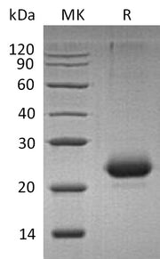 Recombinant Mouse CD40 (C-6His)