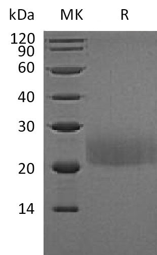 Recombinant Mouse CTLA-4 (C-Flag)