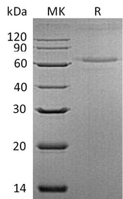Recombinant Mouse IL-27 (C-6His)