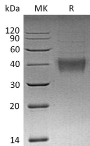 Recombinant Mouse 4-1BBL (N-10His)