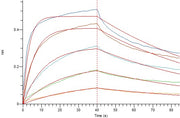 Recombinant Mouse CD16 (C-6His)