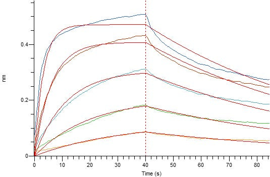 Recombinant Mouse CD16 (C-6His)