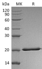 Recombinant Human IL-28A (C-6His)