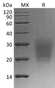 Recombinant Cynomolgus CD3d (C-6His)