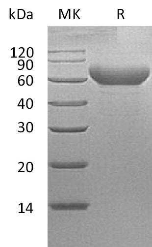 Recombinant Cynomolgus TIM-3 (C-Fc)