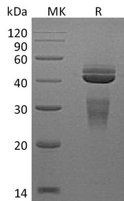 Recombinant Rat IL-12 (C-6His)