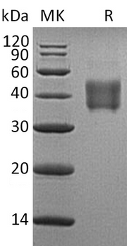Recombinant Human SLAMF5 (C-6His)
