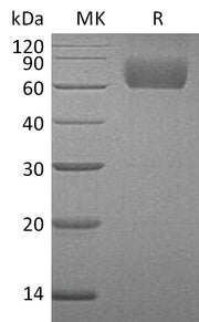 Recombinant Human FGF R3 (C-6His)