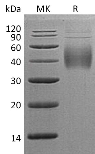 Recombinant Human CD244 (C-6His)