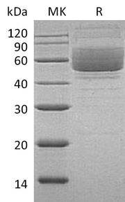 Recombinant Human Mucin-1 (C-Fc)