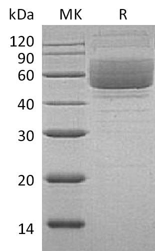 Recombinant Human Mucin-1 (C-Fc)