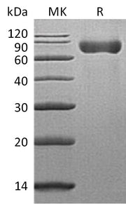Recombinant Mouse SLAMF3 (C-6His)