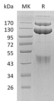 Recombinant Human HGF R (C-Fc)