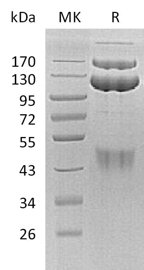 Recombinant Human HGF R (C-Fc)