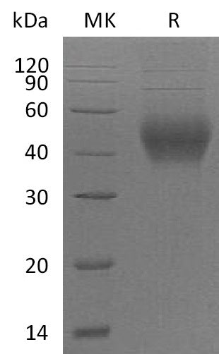 Recombinant Mouse SLAMF2 (C-6His)