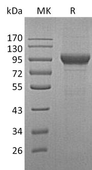Recombinant Human MPO (C-10His)