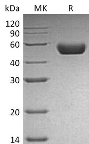Recombinant Mouse Renin (C-10His)