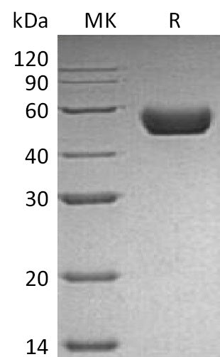 Recombinant Mouse Renin (C-10His)