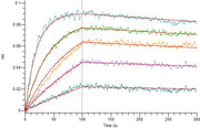 Recombinant Human BCMA (C-Fc)