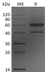 Recombinant Human VEGFB (N-Fc)