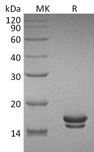 Recombinant Rat IL-2 (C-6His)