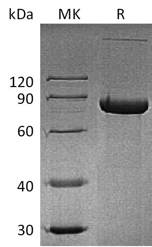 Recombinant Human sCD4 (C-Fc)