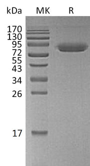 Biotinylated Human CD47 (C-Fc-Avi)
