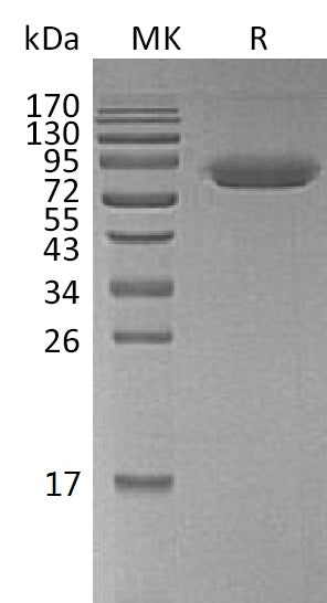 Biotinylated Human CD47 (C-Fc-Avi)