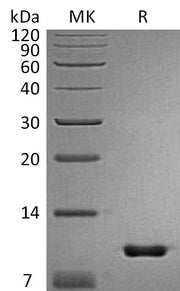 Recombinant Mouse Uteroglobin (C-6His)