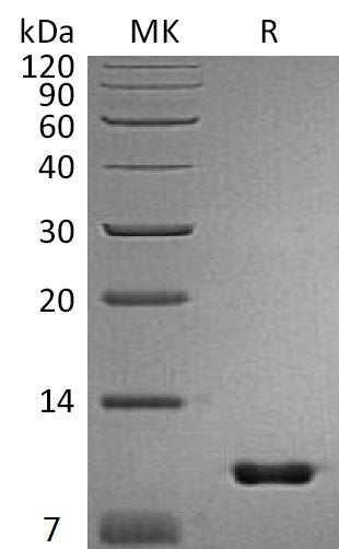 Recombinant Mouse Uteroglobin (C-6His)