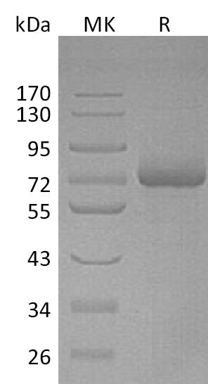 Recombinant Human LILRB5 (C-6His)