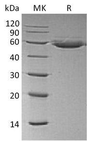 Biotinylated Human CTLA-4 (C-Fc-Avi)