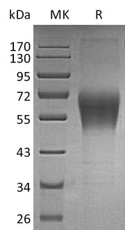 Recombinant Human TRAIL R4 (C-Fc)