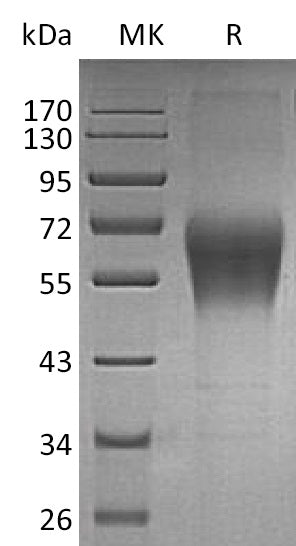 Recombinant Human TRAIL R4 (C-Fc)