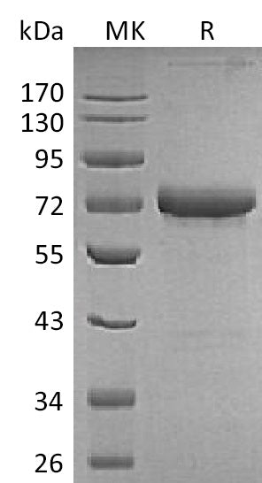 Biotinylated Human OX40 (C-Fc-Avi)