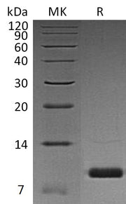 Recombinant Human Uteroglobin (C-6His)